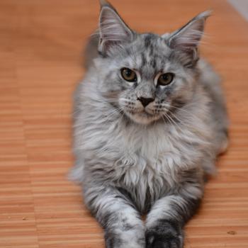 Bulda Du Cycle Eternel Femelle Maine coon