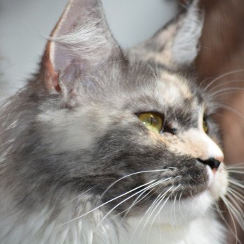 Uru Du Cycle Eternel Femelle Maine coon