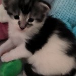 URKAN de Ti Laouen De ti Laouen Mâle Maine coon polydactyle URKAN de Ti Laouen De ti Laouen Mâle Maine coon polydactyle