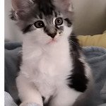URKAN de Ti Laouen De ti Laouen Mâle Maine coon polydactyle URKAN de Ti Laouen De ti Laouen Mâle Maine coon polydactyle