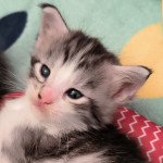 UZY de Ti Laouen De ti Laouen Femelle Maine coon UZY de Ti Laouen De ti Laouen Femelle Maine coon