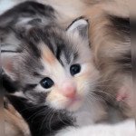 U'BELLA de Ti Laouen De ti Laouen Femelle Maine coon U'BELLA de Ti Laouen De ti Laouen Femelle Maine coon