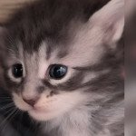 ULYSSIA de Ti Laouen De ti Laouen Femelle Maine coon ULYSSIA de Ti Laouen De ti Laouen Femelle Maine coon