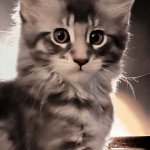 ULYSSIA de Ti Laouen De ti Laouen Femelle Maine coon ULYSSIA de Ti Laouen De ti Laouen Femelle Maine coon