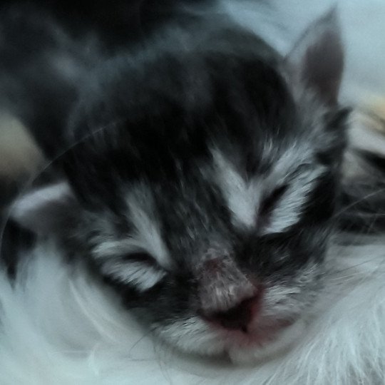 1er chaton (Portée Sissi ❤ Giotto) - Mâle black silver mackerel tabby Black silver mackerel tabby Mâle Maine coon