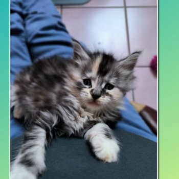 Ubyes five de Ti Laouen De ti Laouen Femelle Maine coon