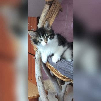 UNO de Ti Laouen De ti Laouen Mâle Maine coon