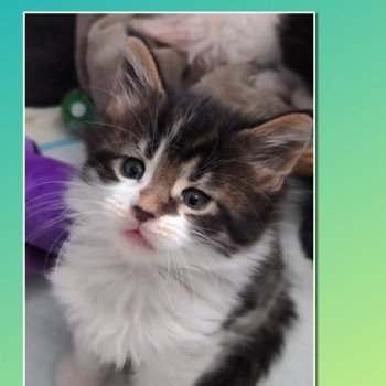 Ubyes Four de Ti Laouen De ti Laouen Mâle Maine coon