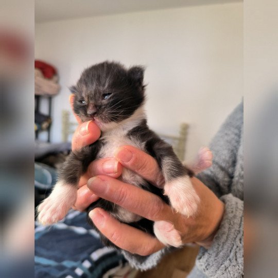 chaton Maine coon black & blanc Ubyes Three Chatterie de Ti Laouen black smoke & blanc
