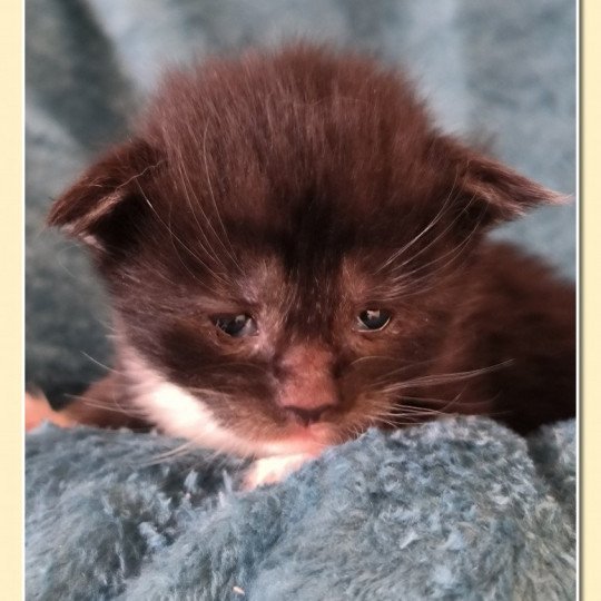 chaton Maine coon black & blanc Ubyes Three Chatterie de Ti Laouen black smoke & blanc