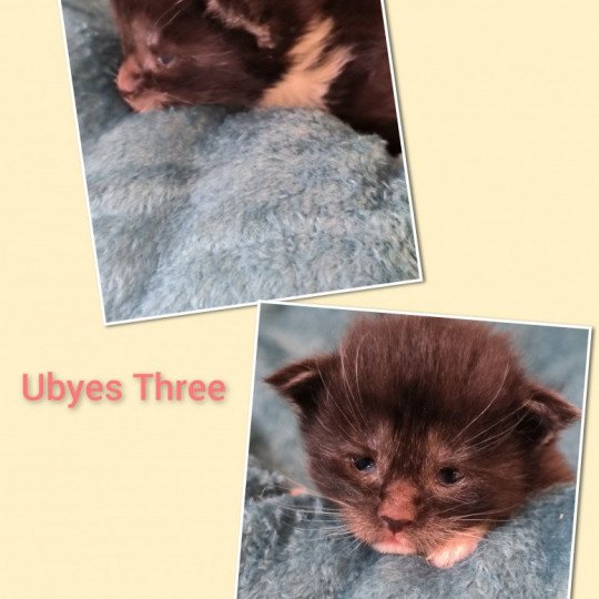 chaton Maine coon black & blanc Ubyes Three de Ti Laouen Chatterie de Ti Laouen black smoke & blanc