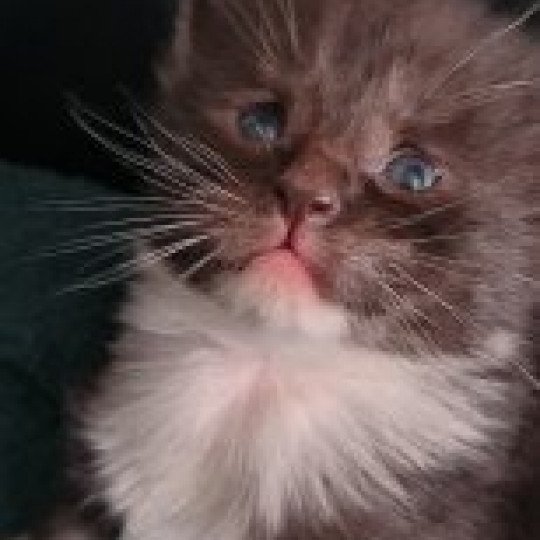 chaton Maine coon black & blanc Ubyes Three de Ti Laouen Chatterie de Ti Laouen black smoke & blanc