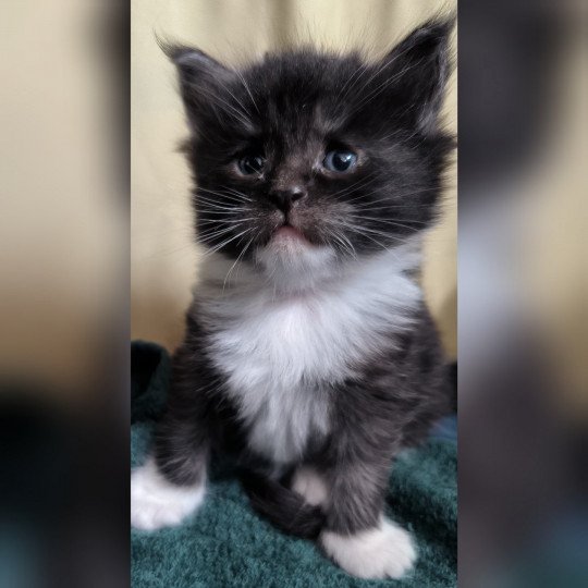 chaton Maine coon black smoke & blanc URANA de Ti Laouen Chatterie de Ti Laouen black smoke & blanc