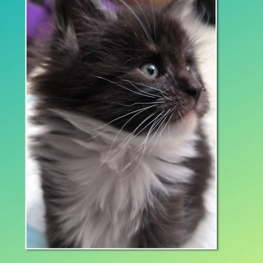 chaton Maine coon black smoke & blanc URANA de Ti Laouen Chatterie de Ti Laouen black smoke & blanc