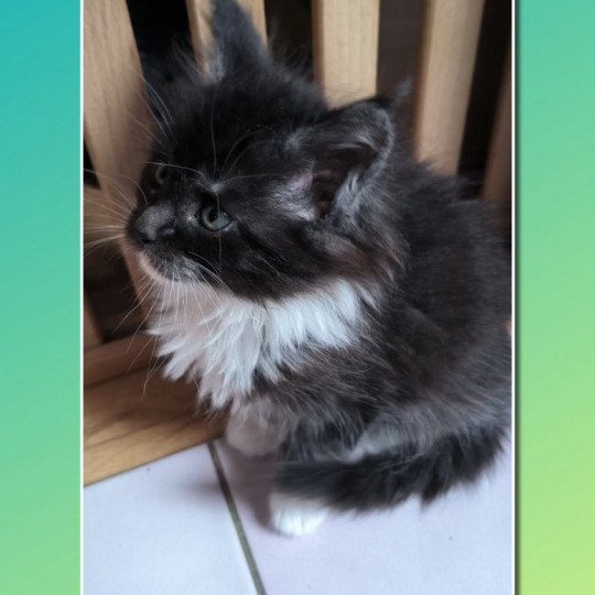 chaton Maine coon black smoke & blanc URANA de Ti Laouen Chatterie de Ti Laouen black smoke & blanc