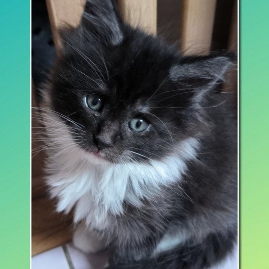 chaton Maine coon black smoke & blanc URANA de Ti Laouen Chatterie de Ti Laouen black smoke & blanc