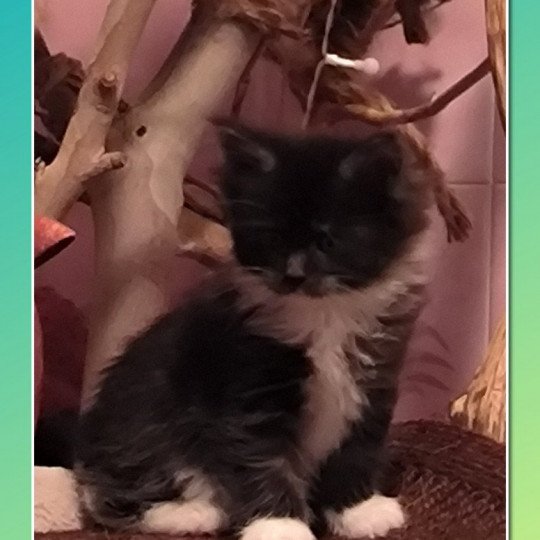 chaton Maine coon black smoke & blanc URANA de Ti Laouen Chatterie de Ti Laouen black smoke & blanc