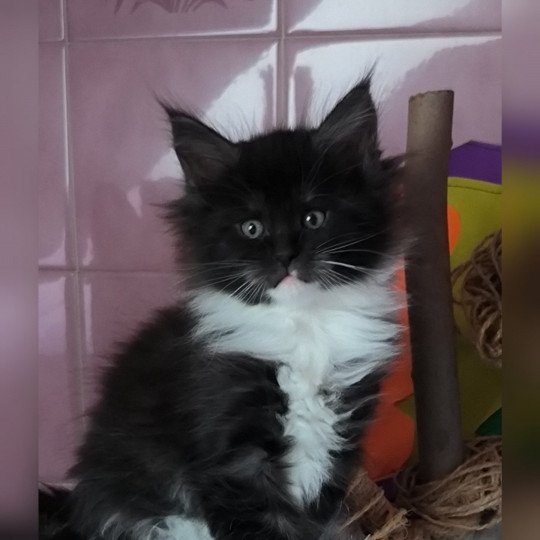 chaton Maine coon black smoke & blanc URANA de Ti Laouen Chatterie de Ti Laouen black smoke & blanc