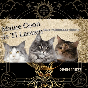 Maine Coon de Ti Laouen