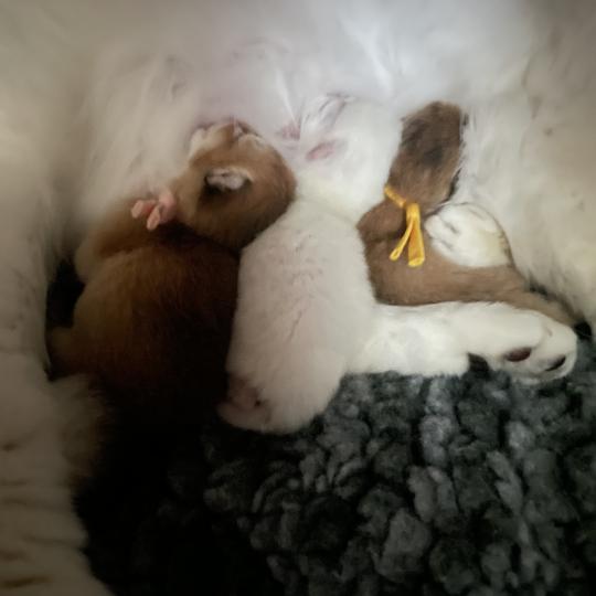 chaton British Shorthair black golden shaded Chatterie Le Domaine de Phyr black golden shaded