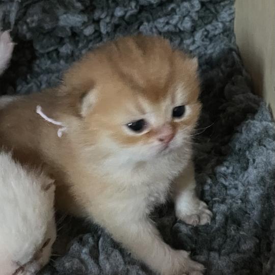 chaton British Shorthair black golden shaded Boreas Chatterie Le Domaine de Phyr black golden shaded