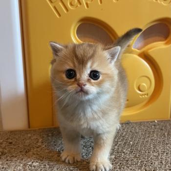 Boreas Du Domaine de Phyr Mâle British Shorthair