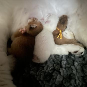 Beli Du Domaine de Phyr Mâle British Shorthair