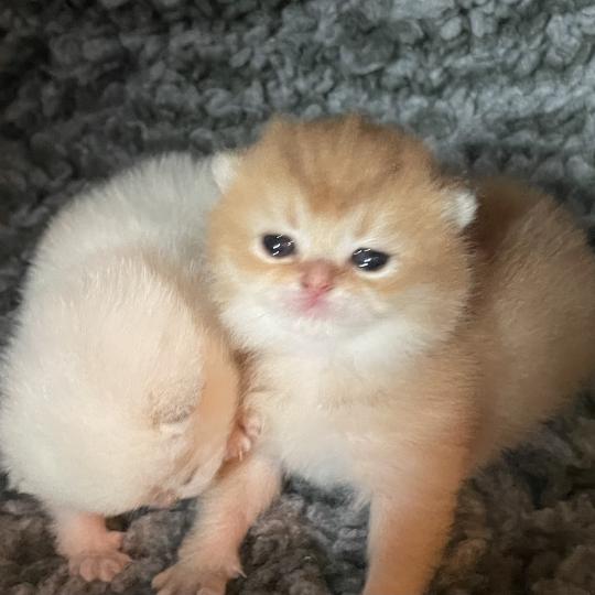 chaton British Shorthair black golden shaded Beli Chatterie Le Domaine de Phyr black golden shaded