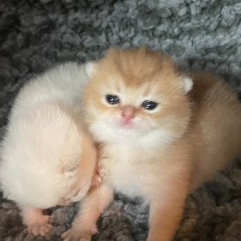 Beli Du Domaine de Phyr Mâle British Shorthair