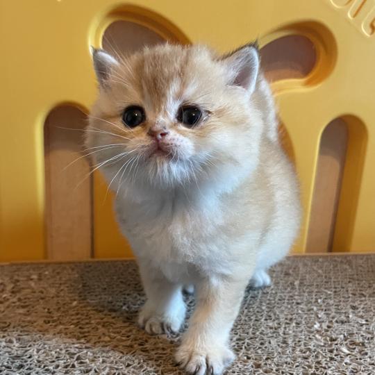 chaton British Shorthair black golden shaded Beli Chatterie Le Domaine de Phyr black golden shaded