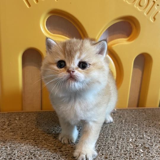 chaton British Shorthair black golden shaded Beli Chatterie Le Domaine de Phyr black golden shaded