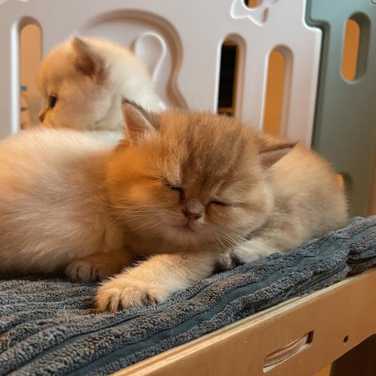 chaton British Shorthair black golden shaded Beli Chatterie Le Domaine de Phyr black golden shaded