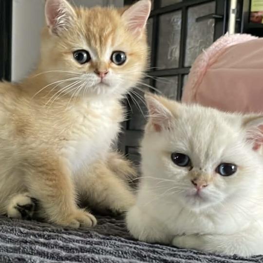 chaton British Shorthair black golden shaded Beli Chatterie Le Domaine de Phyr black golden shaded