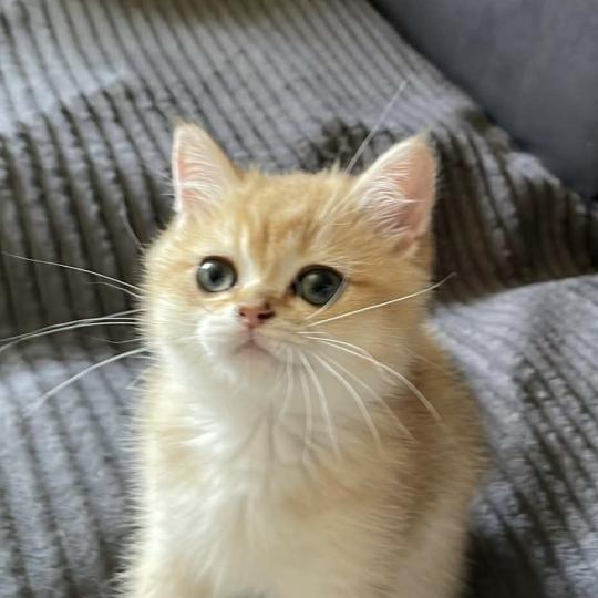 chaton British Shorthair black golden shaded Beli Chatterie Le Domaine de Phyr black golden shaded