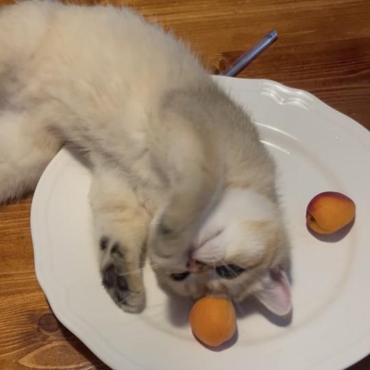 chaton British Shorthair black golden shaded Beli Chatterie Le Domaine de Phyr black golden shaded