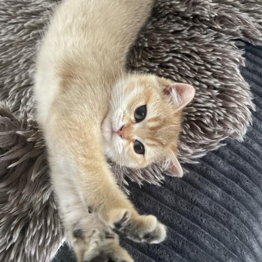 chaton British Shorthair black golden shaded Beli Chatterie Le Domaine de Phyr black golden shaded