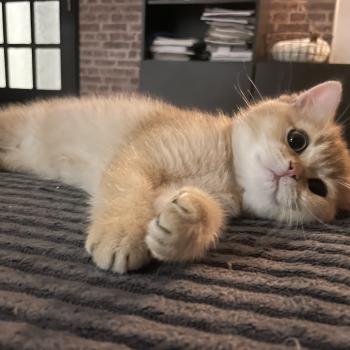 Beli Du Domaine de Phyr Mâle British Shorthair
