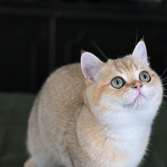 chaton British Shorthair black golden shaded Beli Chatterie Le Domaine de Phyr black golden shaded