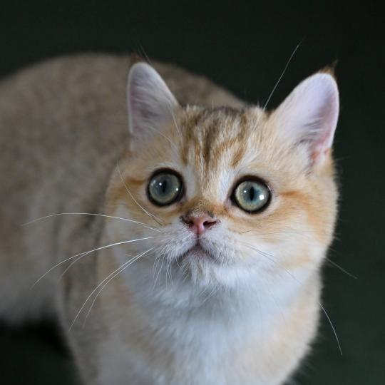 chaton British Shorthair black golden shaded Beli Chatterie Le Domaine de Phyr black golden shaded