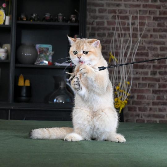 chaton British Shorthair black golden shaded Beli Chatterie Le Domaine de Phyr black golden shaded