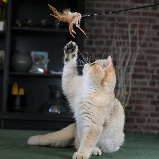 chaton British Shorthair black golden shaded Beli Chatterie Le Domaine de Phyr black golden shaded