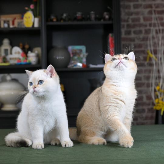 chaton British Shorthair black golden shaded Beli Chatterie Le Domaine de Phyr black golden shaded