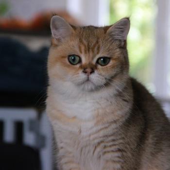 Beli Du Domaine de Phyr Mâle British Shorthair