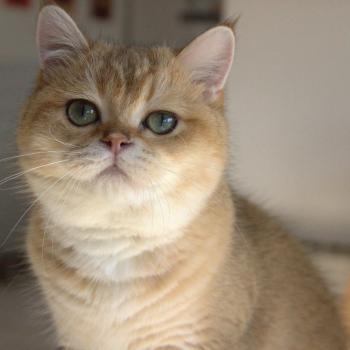 Beli Du Domaine de Phyr Mâle British Shorthair