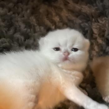 Bastet Du Domaine de Phyr Femelle British Shorthair