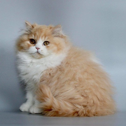 chat British Longhair red bicolor Kalinka Chatterie Le Domaine de Phyr red bicolor