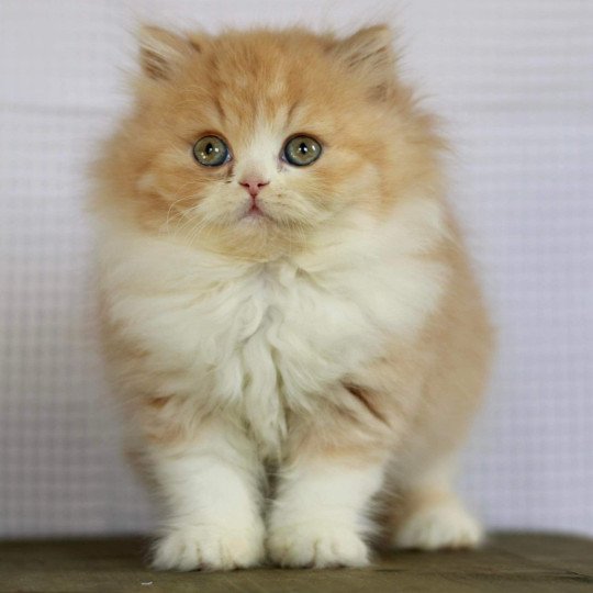 chat British Longhair red bicolor Kalinka Chatterie Le Domaine de Phyr red bicolor