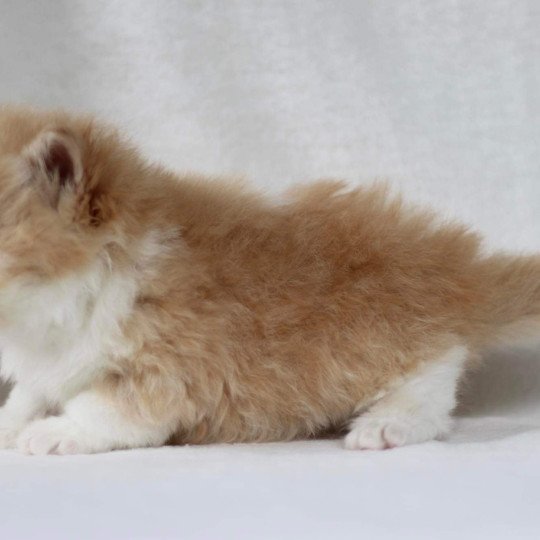chat British Longhair red bicolor Kalinka Chatterie Le Domaine de Phyr red bicolor