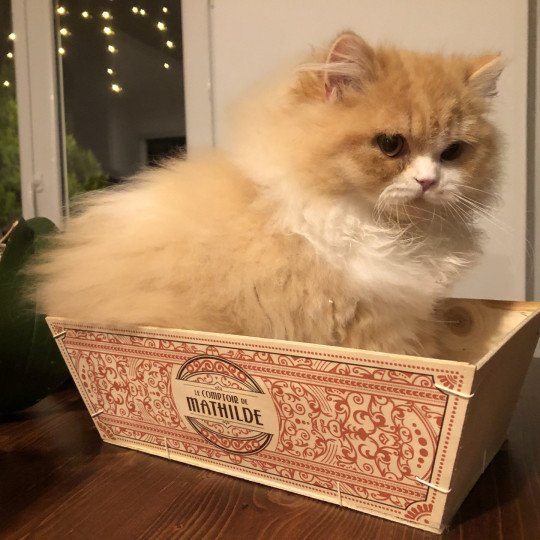 chat British Longhair red bicolor Kalinka Chatterie Le Domaine de Phyr red bicolor