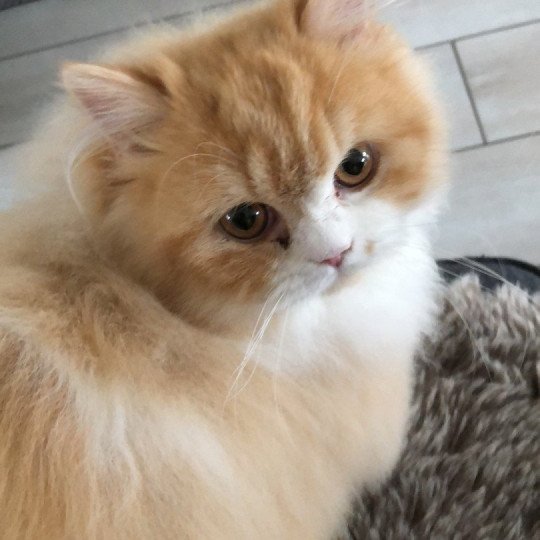 chat British Longhair red bicolor Kalinka Chatterie Le Domaine de Phyr red bicolor